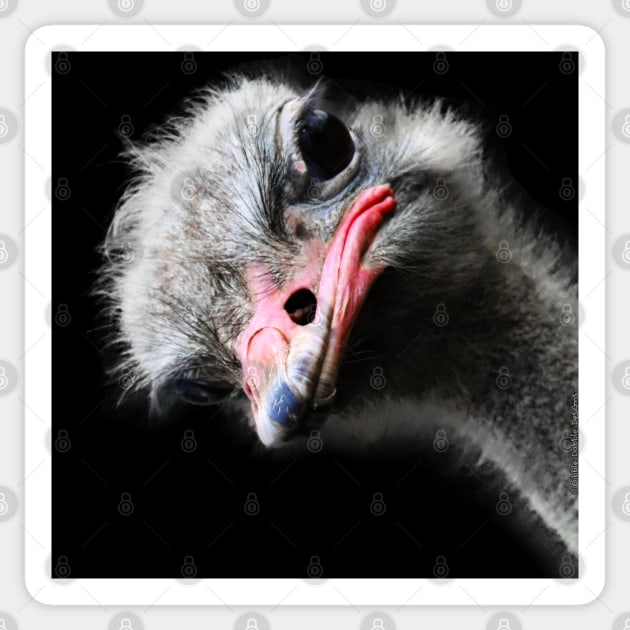 Funny Emu and Ostrich Lovers Design Sticker by Dibble Dabble Designs